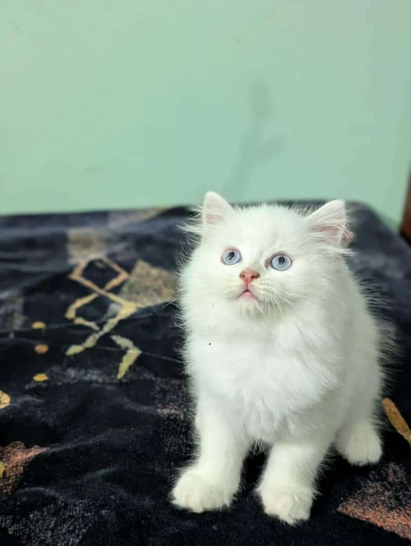 Persian kittens 5