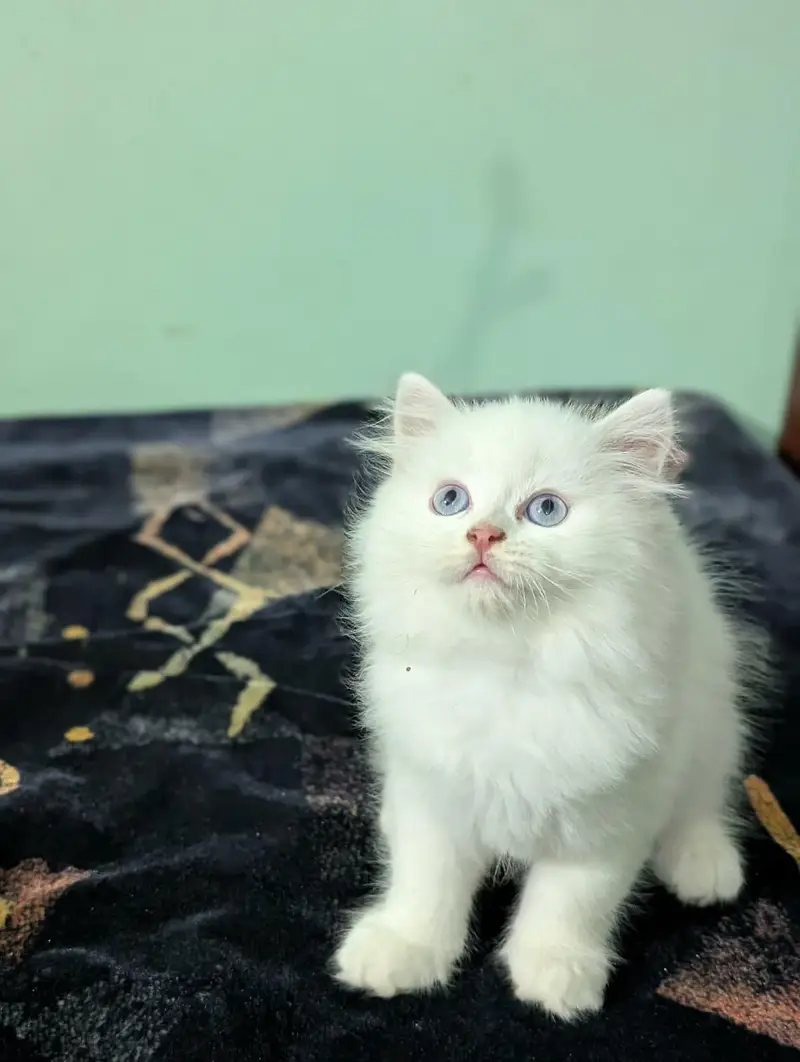 Persian kittens — photo 6