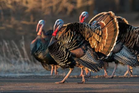 Turkey birds