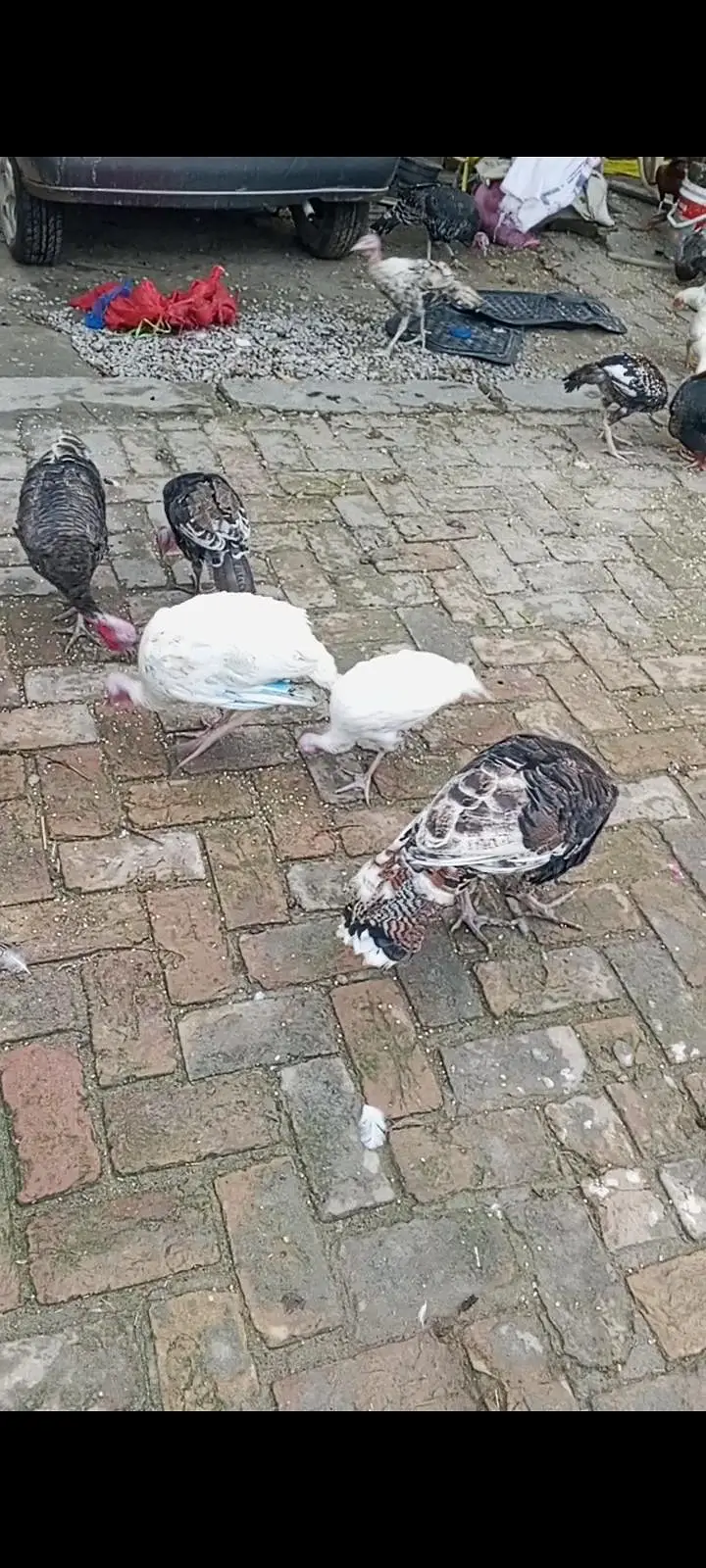 Turkey birds — photo 2