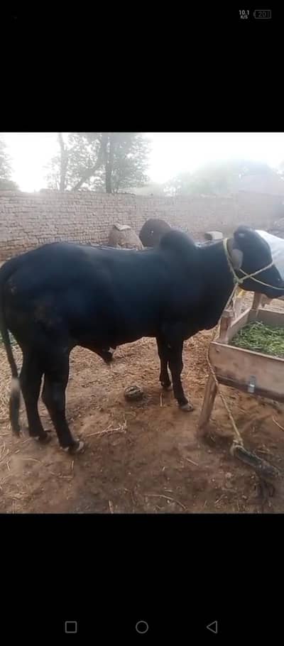 MashaAllah Pure Black Sahiwal Kacha Kheera Bachra - Healthy & Active