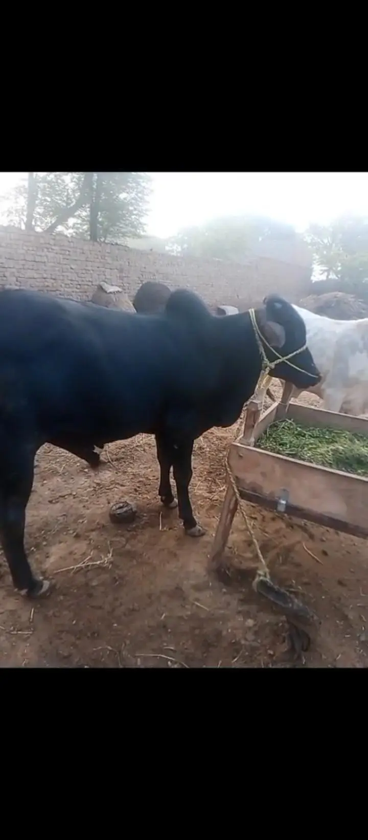 MashaAllah Pure Black Sahiwal Kacha Kheera Bachra - Healthy & Active — photo 2