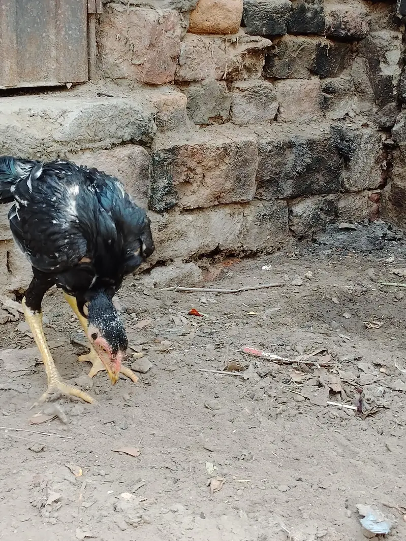 Top class Quality long hight(gaming breed) — photo 2