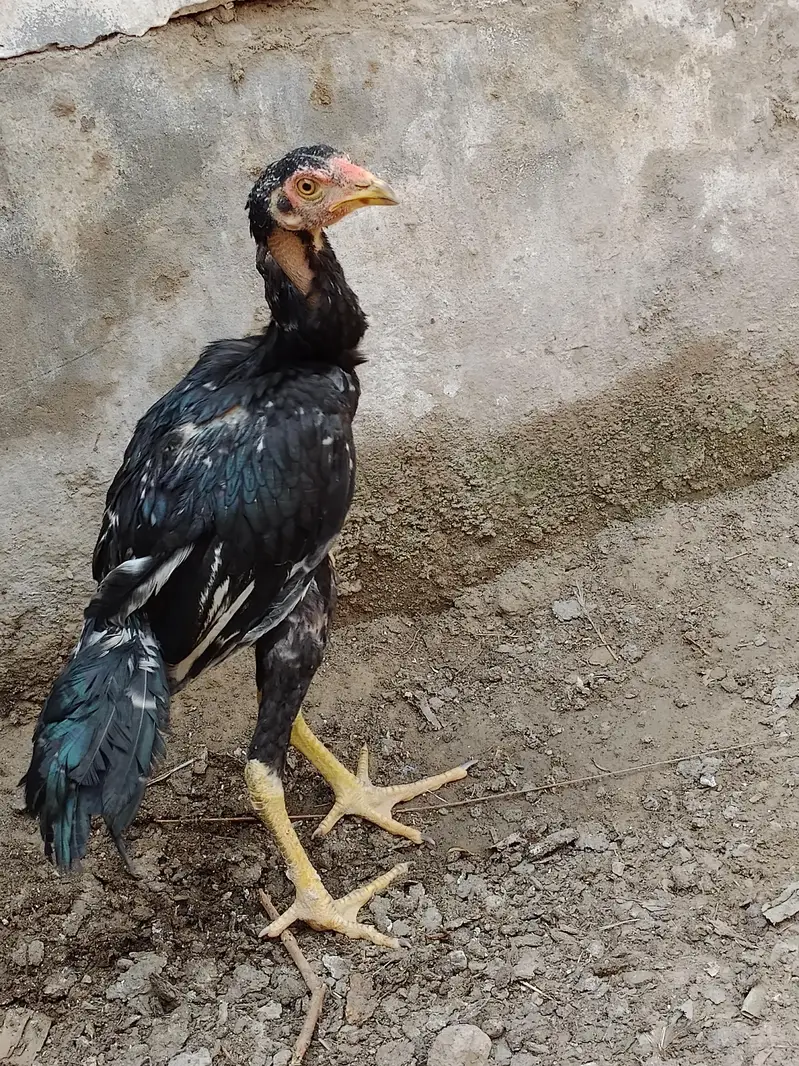 Top class Quality long hight(gaming breed) — photo 3