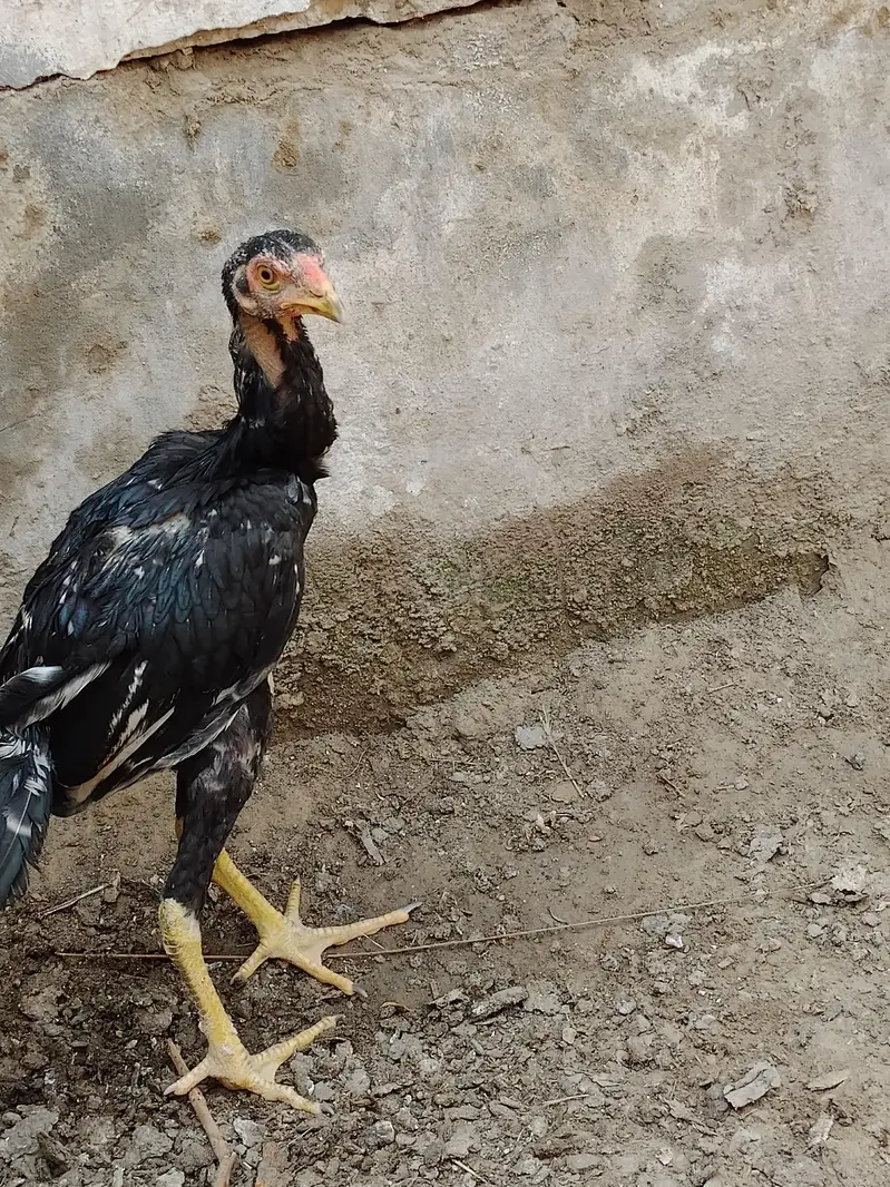 Top class Quality long hight(gaming breed) — photo 5