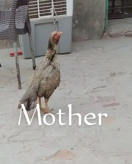 Top class Quality long hight(gaming breed) — photo 6