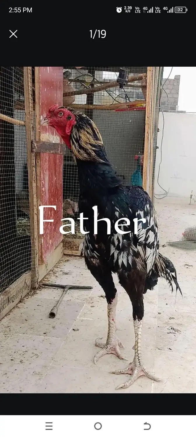 Top class Quality long hight(gaming breed) — photo 7