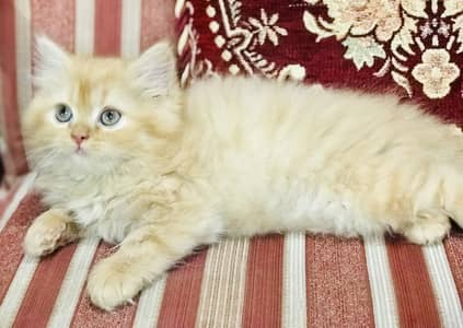Persian kittens