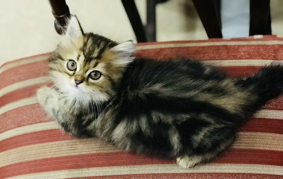 Persian kittens — photo 2