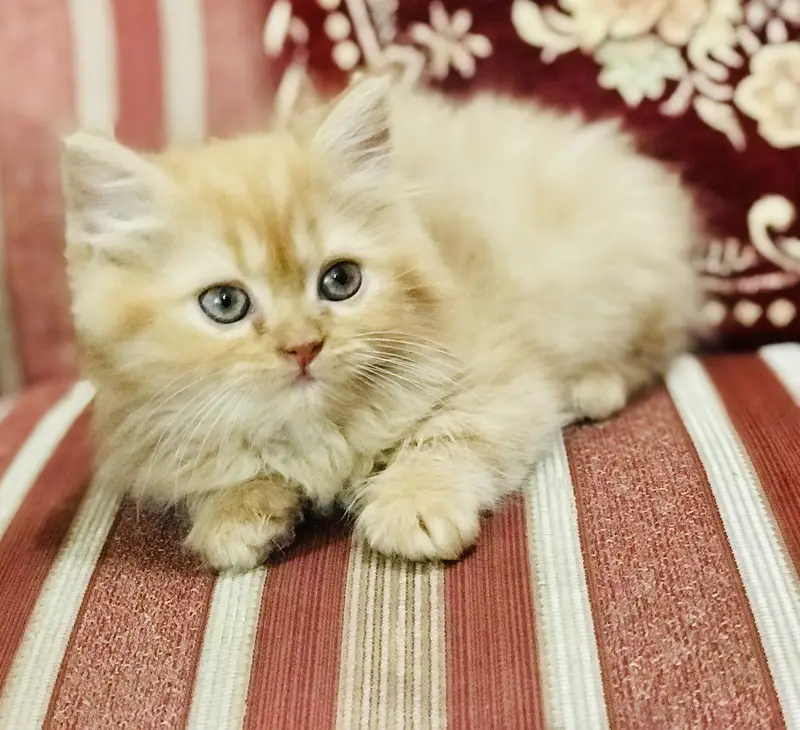 Persian kittens — photo 3