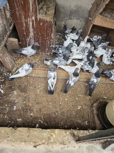 All type of pigeons
