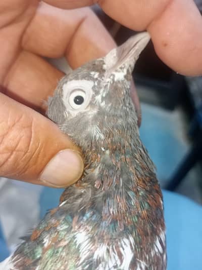 High flying mix all for sale. 30 pigeons