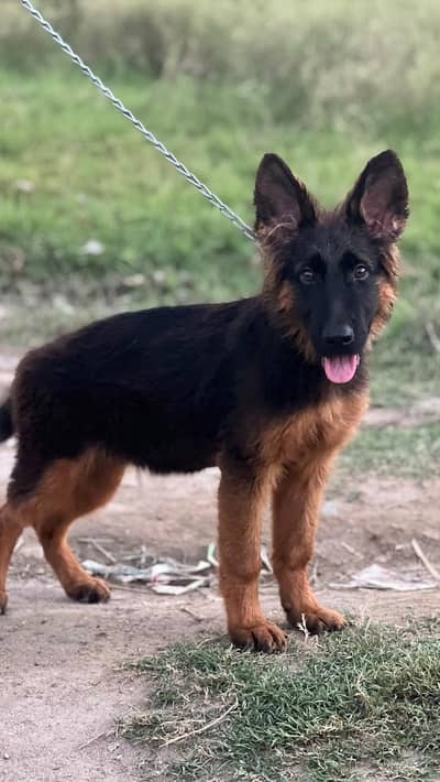 German shepherd