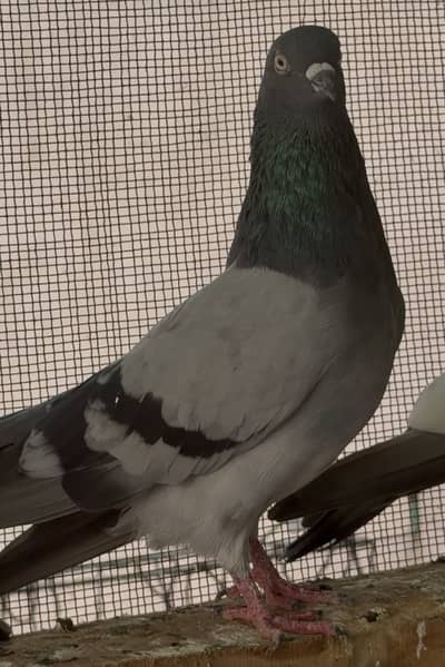 High flyers pigeons