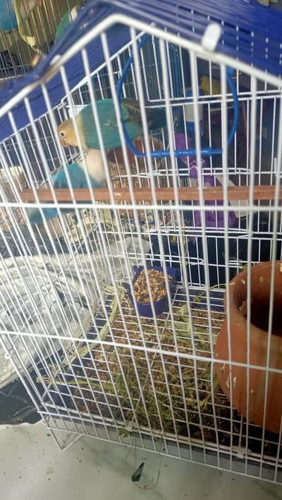 blue love bird with cage