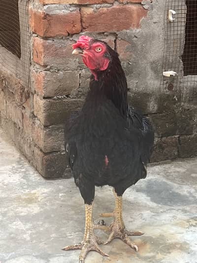 Black aseel male