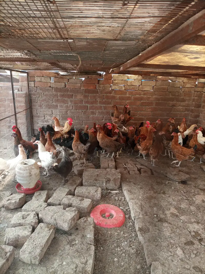 golde misri murghe — photo 3