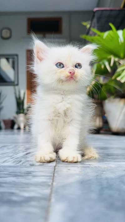 Kittens for sale