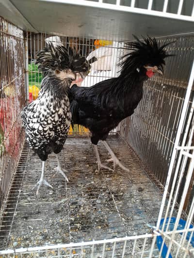 polish high quality pair