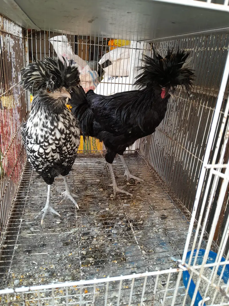 polish high quality pair — photo 2