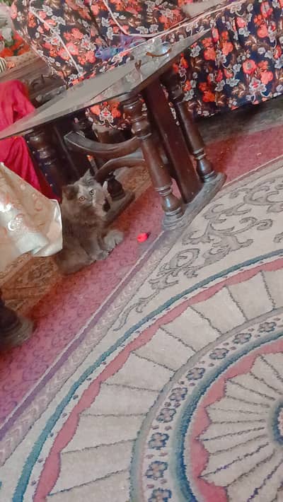 Persian Cat for sale
