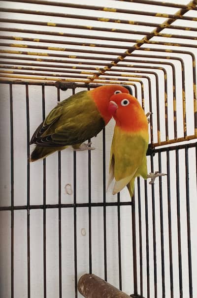 GREEN OPLINE / ALBINO / PARBLUE BREEDER PAIRS