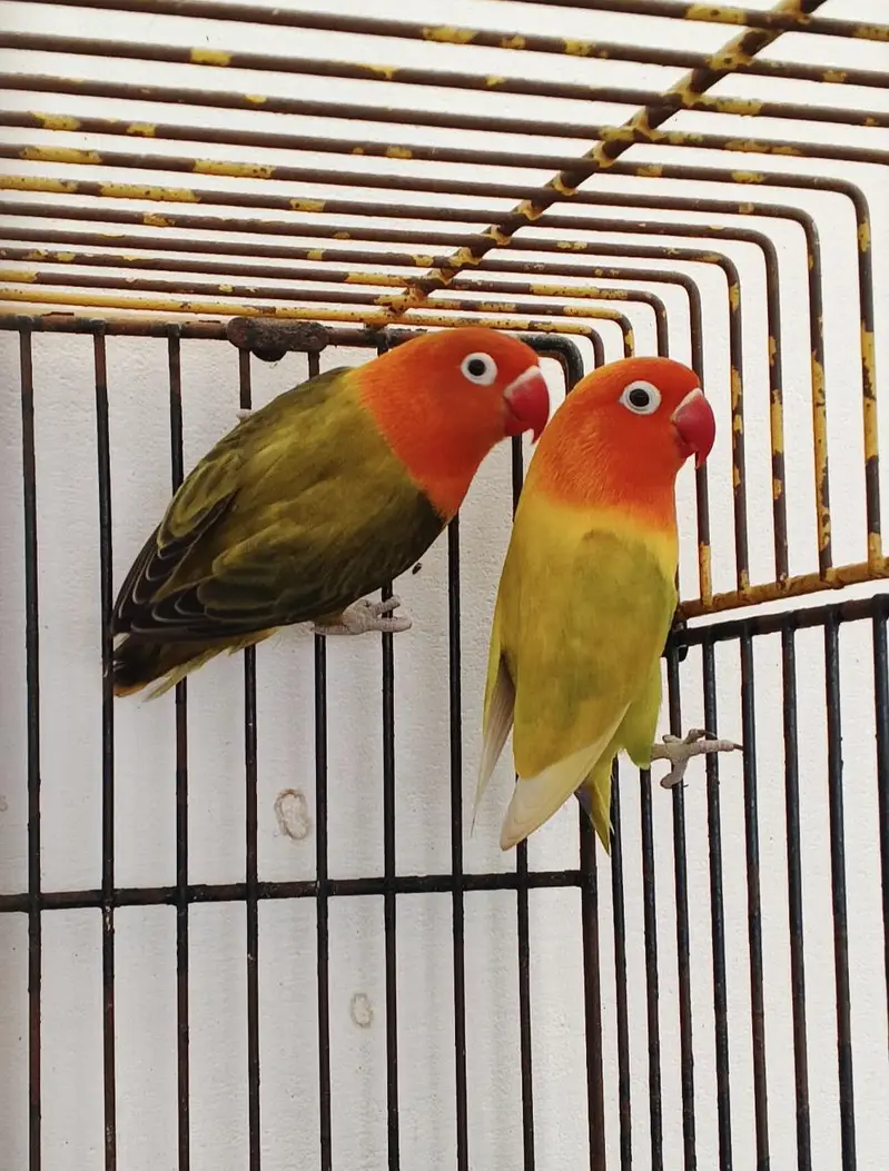 GREEN OPLINE / ALBINO / PARBLUE BREEDER PAIRS — photo 2