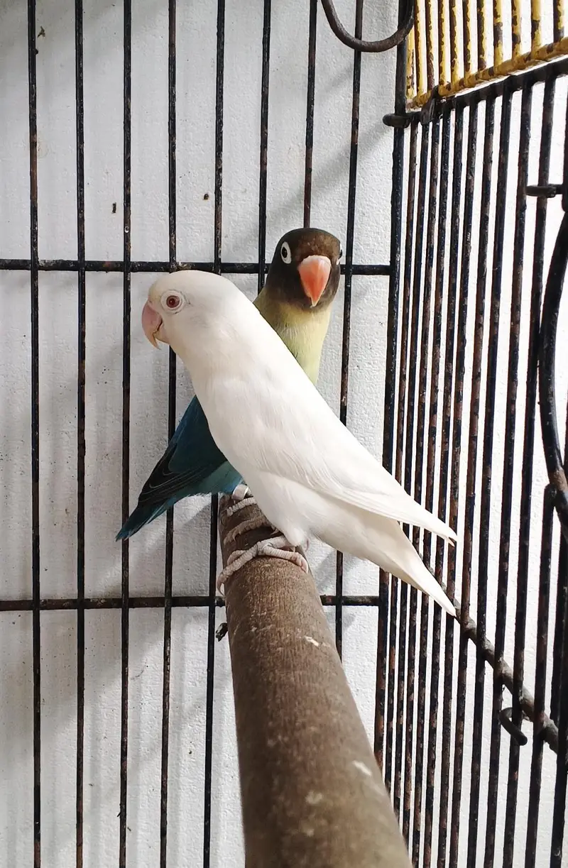 GREEN OPLINE / ALBINO / PARBLUE BREEDER PAIRS — photo 5