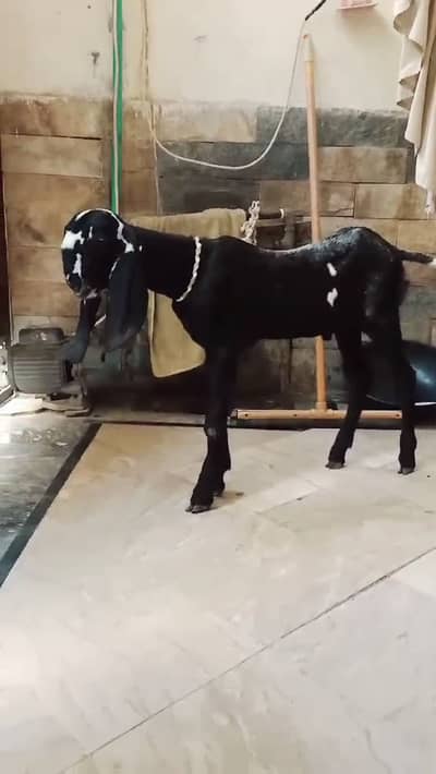 Breeder quality bacha