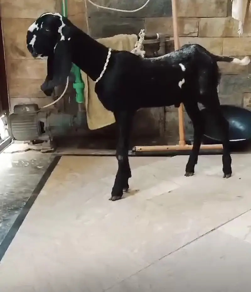 Breeder quality bacha — photo 2