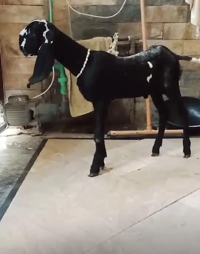 Breeder quality bacha — photo 4