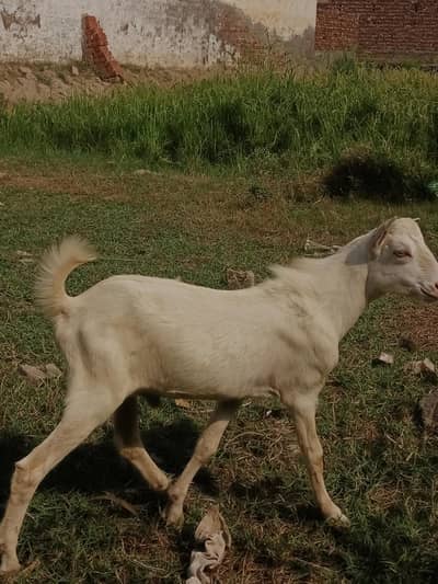 breeder rajanpori  or 2 bkriya
