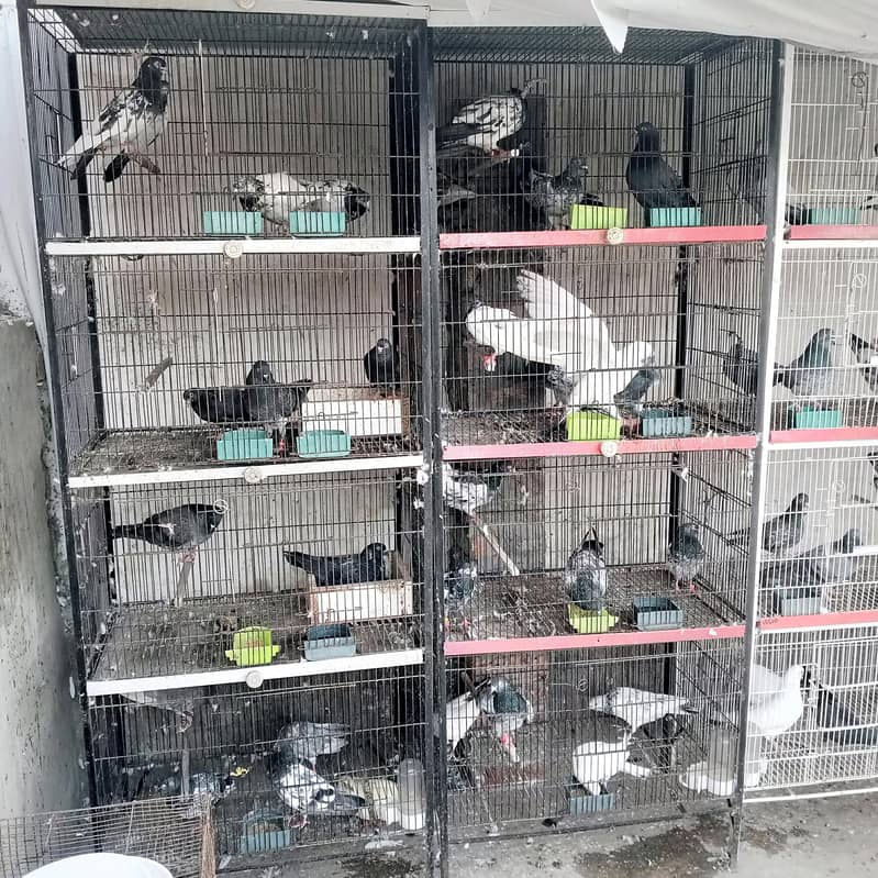 bird cage 1