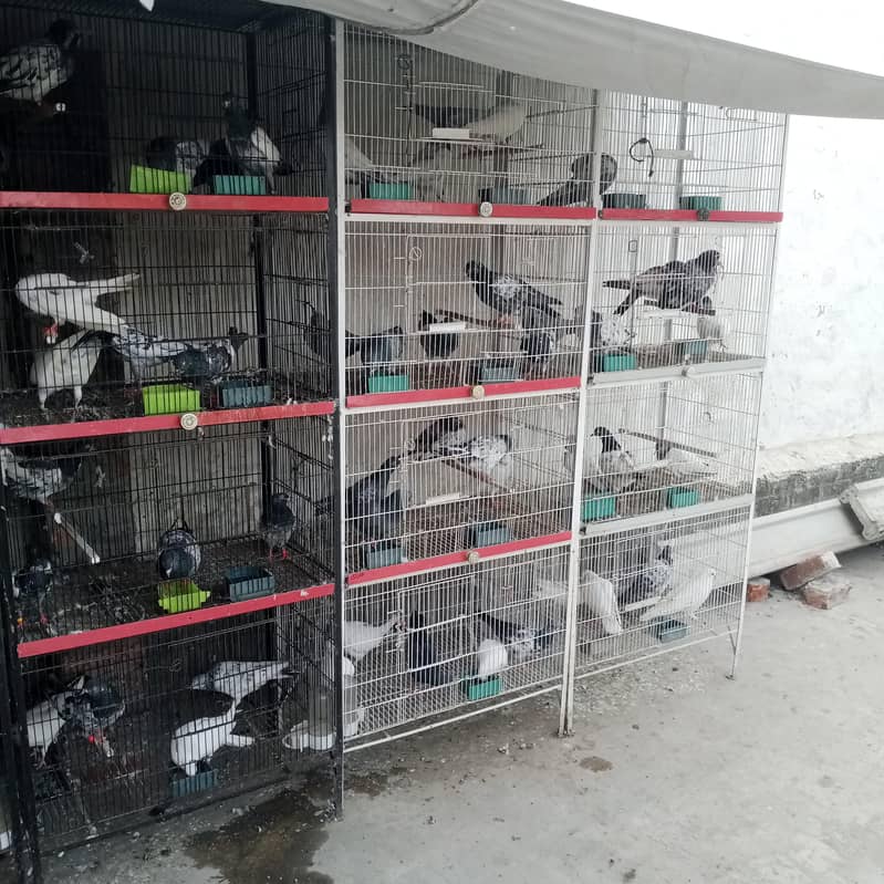 bird cage 2