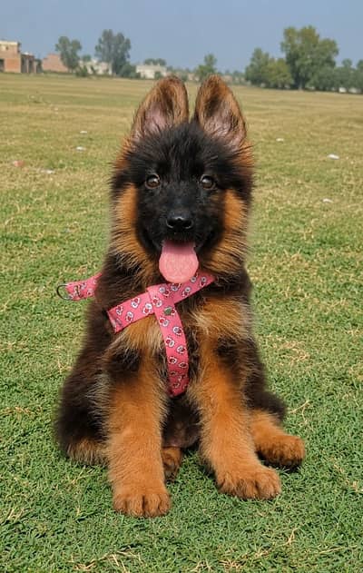 German shepherd black macks 03264411621 call me