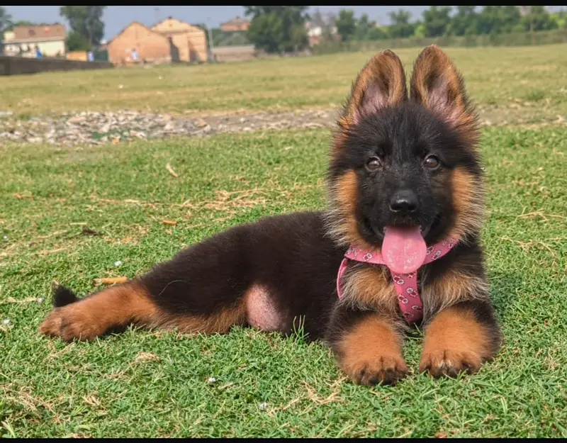 German shepherd black macks 03264411621 call me — photo 2