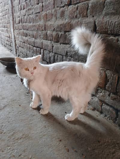 Sheru for sale