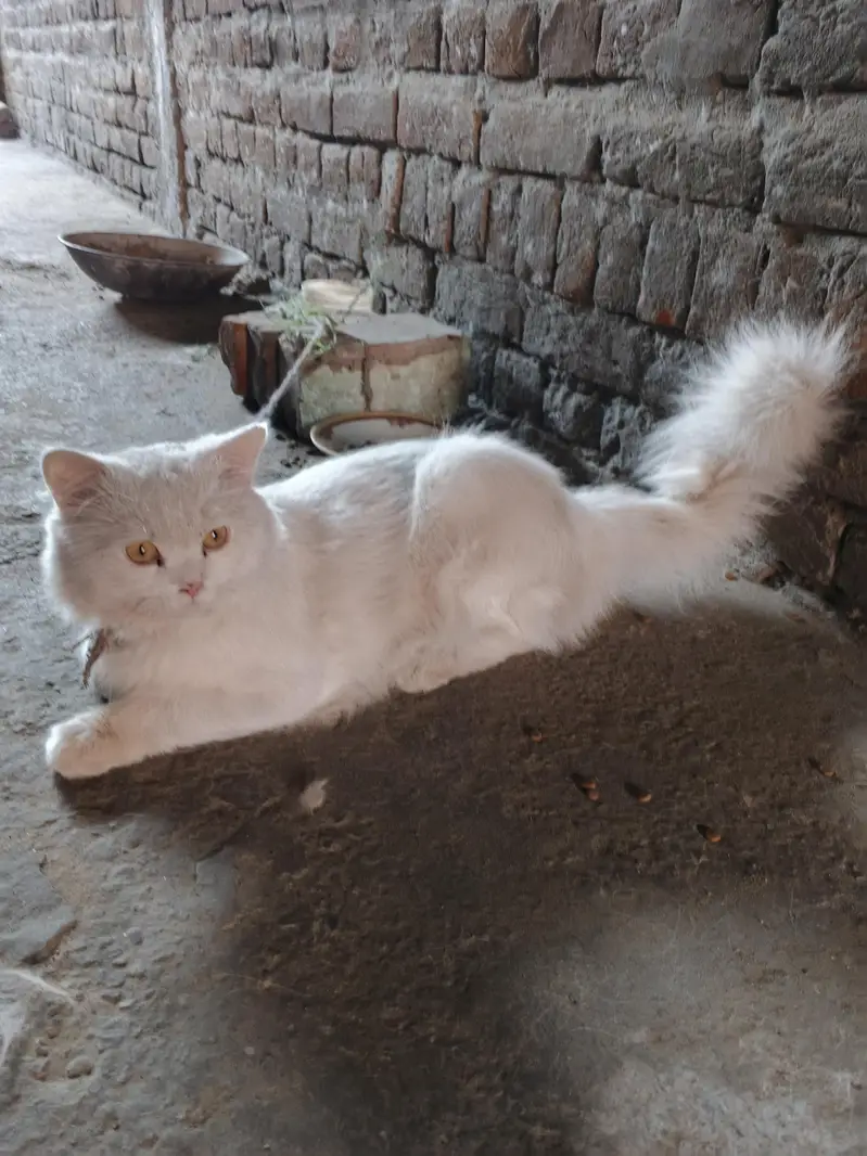 Sheru for sale — photo 2