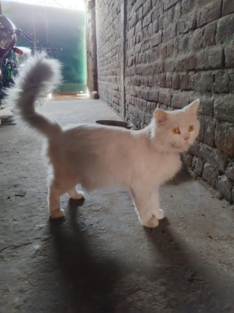 Sheru for sale — photo 3