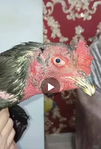 thai ring bird