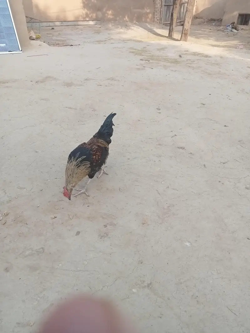 dasi mughra — photo 2