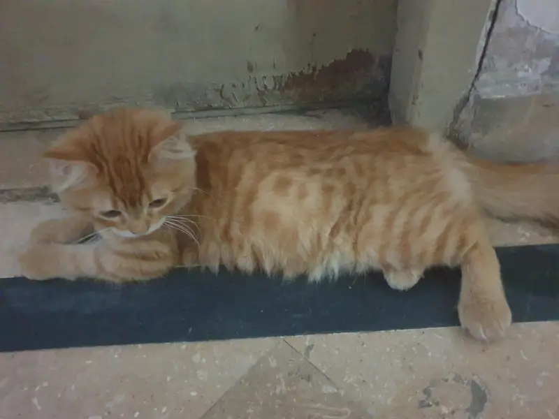 persion  cat very good cat — photo 2