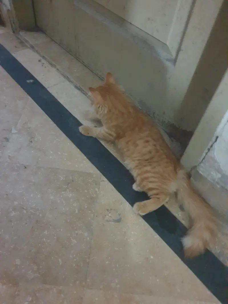 persion  cat very good cat — photo 3