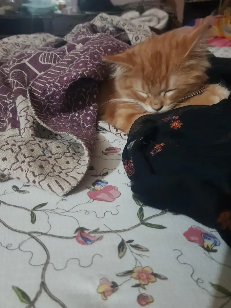 persion  cat very good cat — photo 4
