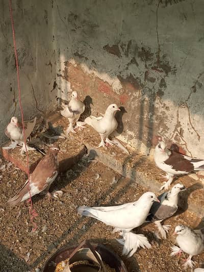 Gubara Kabooter for sale 03336619084 pouter