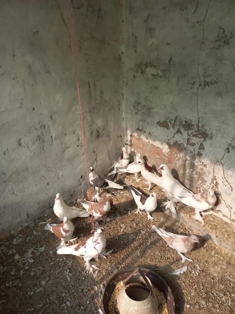 Gubara Kabooter for sale 03336619084 pouter — photo 2