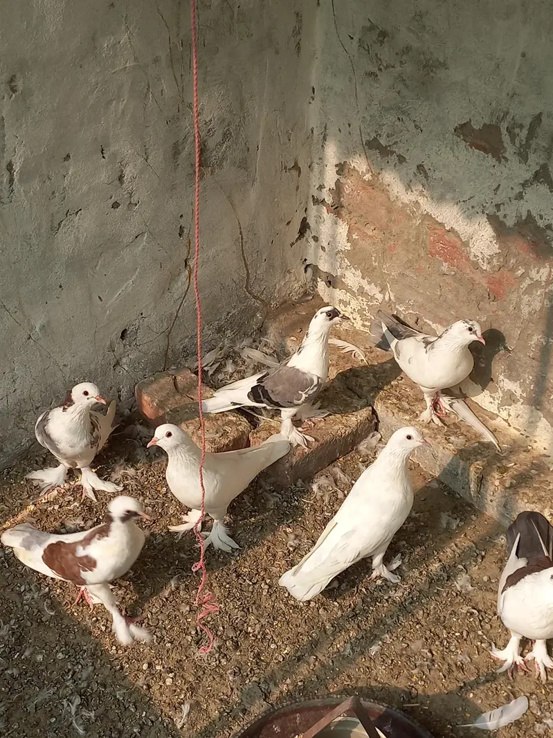 Gubara Kabooter for sale 03336619084 pouter — photo 3