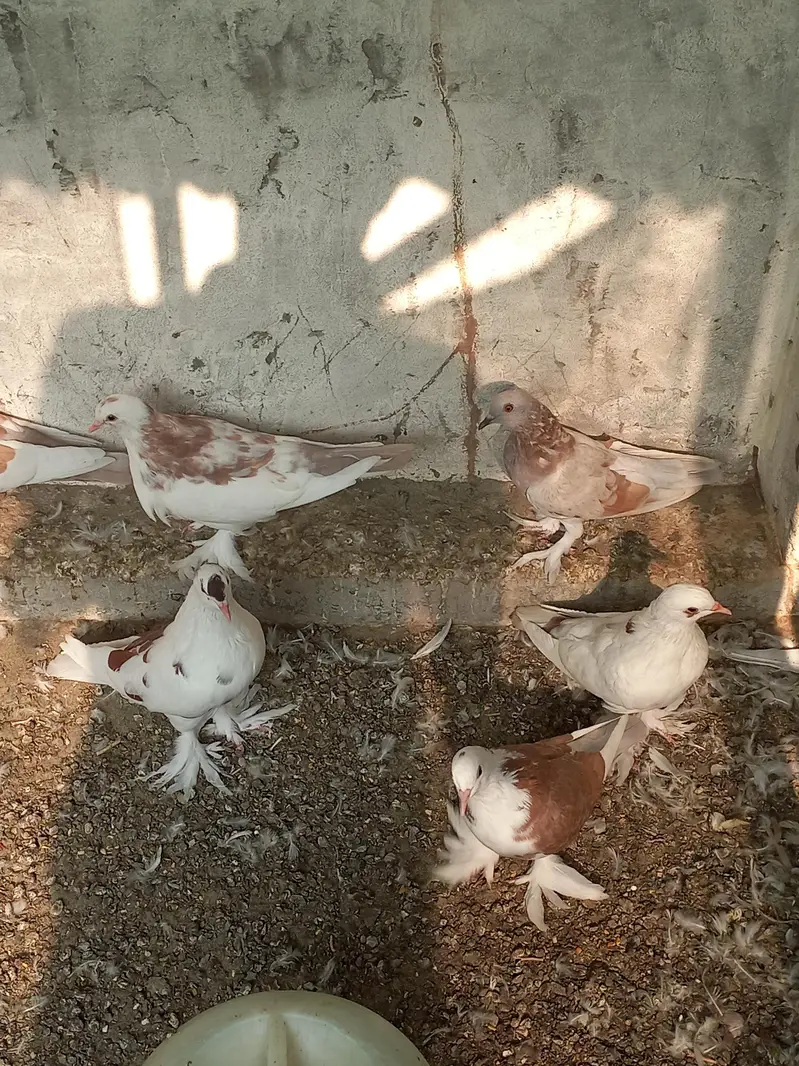 Gubara Kabooter for sale 03336619084 pouter — photo 4