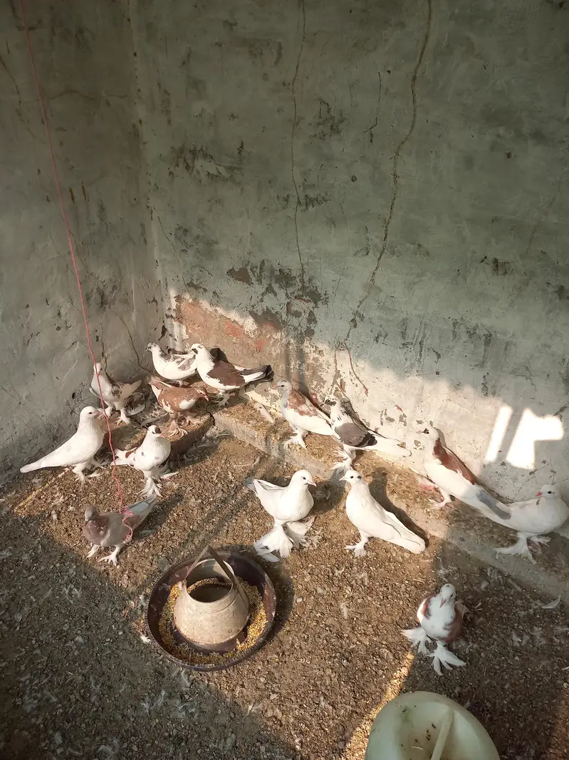 Gubara Kabooter for sale 03336619084 pouter — photo 5
