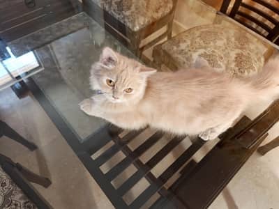 Male Persian kittens